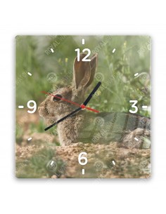 Wildkaninchen