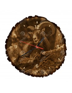 Mouflon
