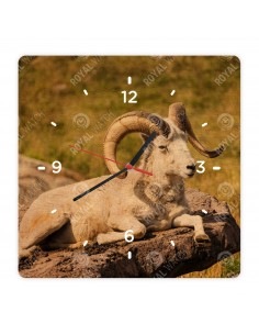 Баран Далла