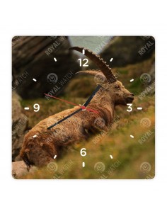 Alpensteinbock
