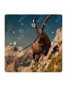 Alpensteinbock