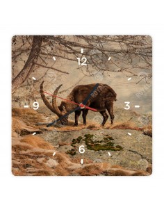 Alpensteinbock