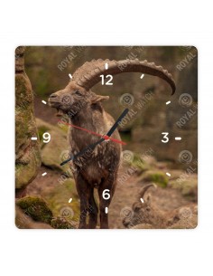 Alpensteinbock
