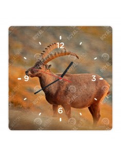 Alpine ibex