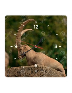 Alpine ibex
