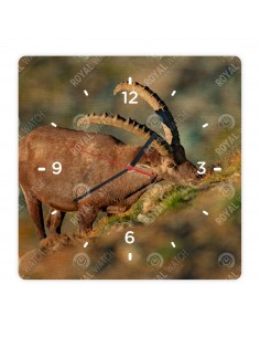 Alpensteinbock