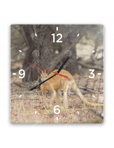 Большой рыжий кенгуру