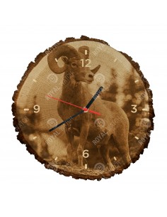 Ovca hruborohá