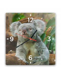 Koala medvídkovitý