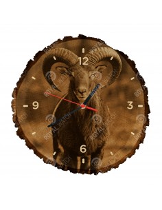 Mouflon
