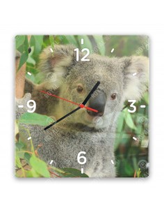 Koala australijski