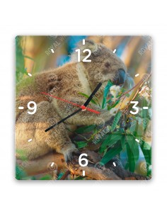 Koala medvídkovitý