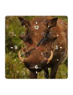 Prasa bradavičnaté