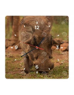 Prasa bradavičnaté