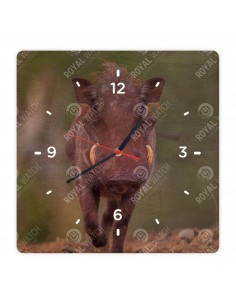 Prasa bradavičnaté