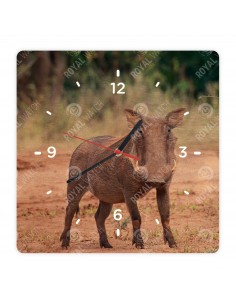 Prasa bradavičnaté