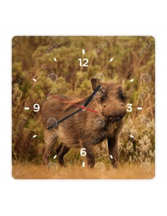 Prasa bradavičnaté