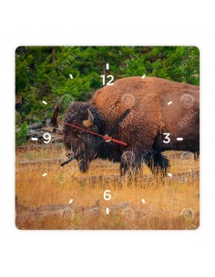 Amerikanischer Bison