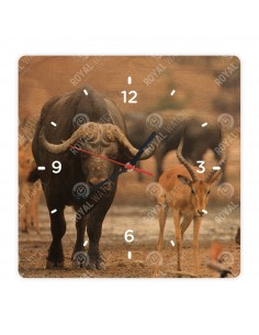 Byvol africký