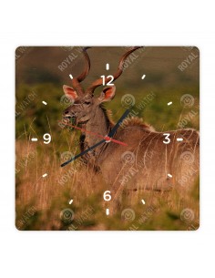 Kudu antilope