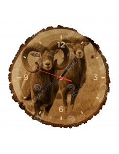 Mouflon