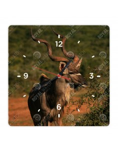 Nagy kudu