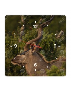 Nagy kudu