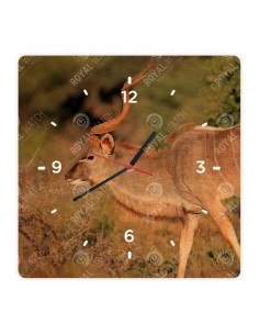 Nagy kudu
