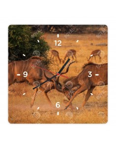 Nagy kudu