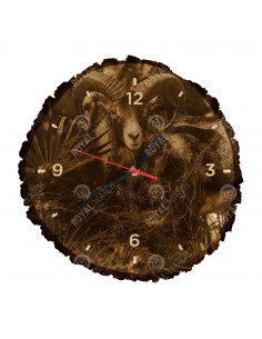 Mouflon