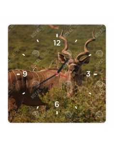 Nagy kudu