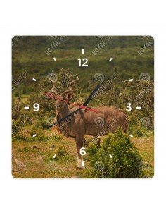 Nagy kudu