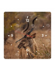 Kudu wielkie