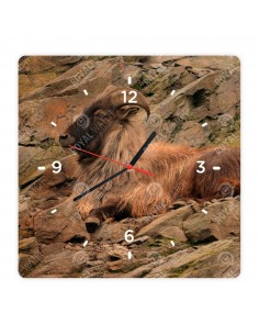 Tahr himálajský