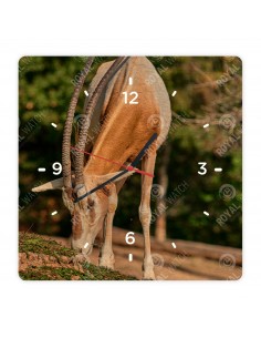 Priamorožec šabľorohý