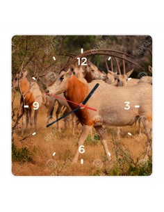 Priamorožec šabľorohý