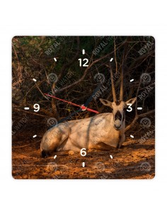 Аравийский орикс