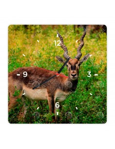 Hirschziegenantilope