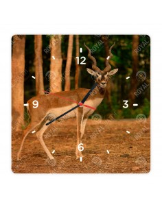 Hirschziegenantilope