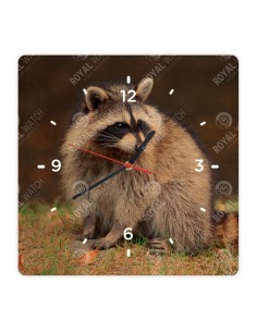 Waschbär