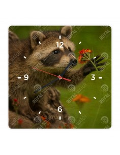 Waschbär
