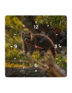 Waschbär