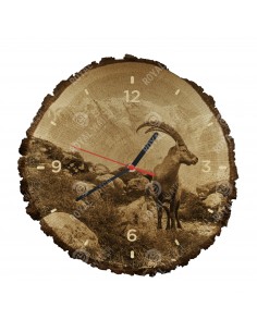 Alpensteinbock