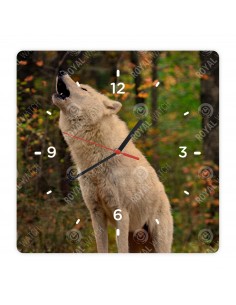 Polarwolf