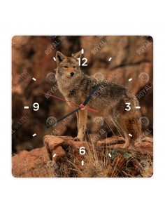 Coyote