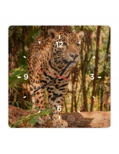 Jaguar amerykański