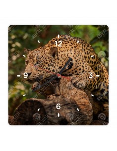 Jaguar amerykański