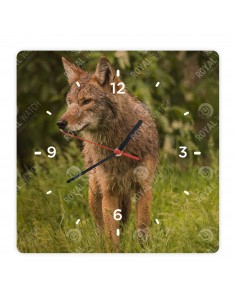 Coyote