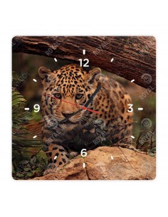 Jaguar amerykański