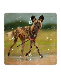 African wild dog